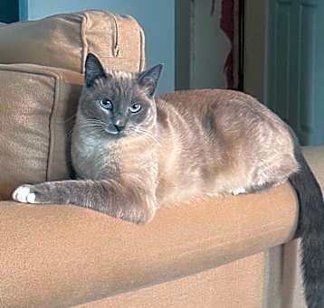 Photo of Willow (Farah)