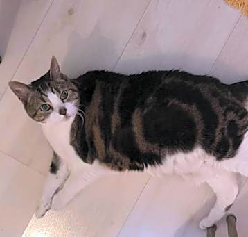 Photo of Raider(Mitatsu)