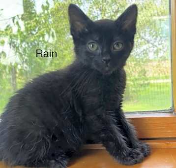 Photo of Rain