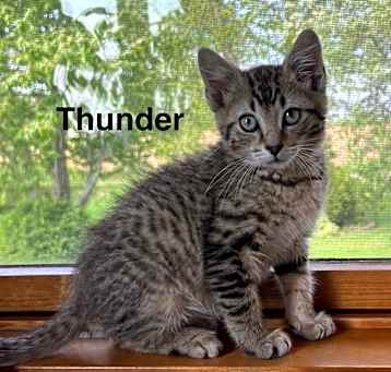 Photo of Thunder