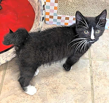 Photo of Emmett