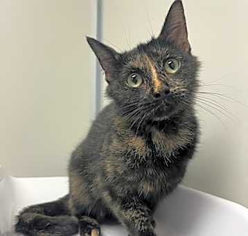 Photo of Marigold