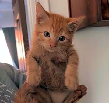 Photo of Chester