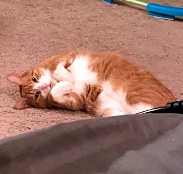 Photo of Tommy