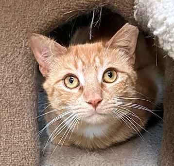 Photo of Garfield