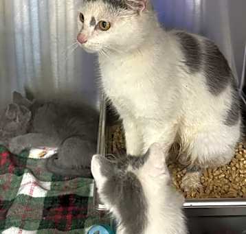 Photo of 21346-Feral
