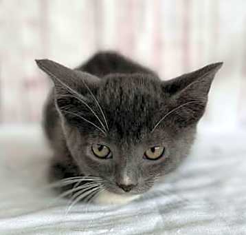 Photo of Dewey