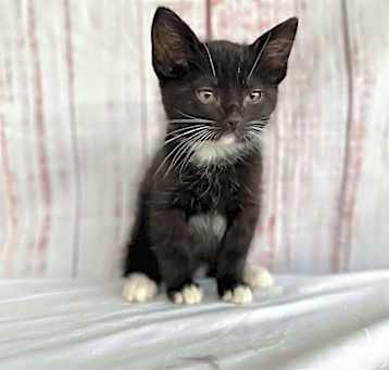 Photo of Louie