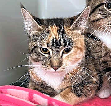 Photo of Jinx