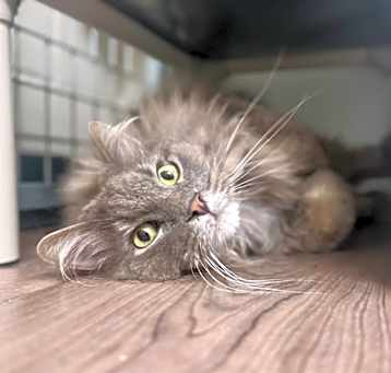 Photo of Waldo