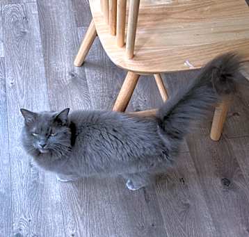 Photo of Sweetie