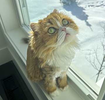Photo of Buddy