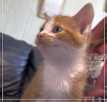 Photo of Toby