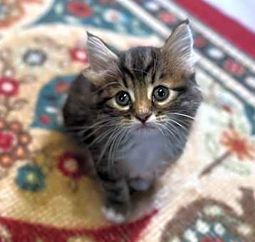 Photo of Cinnamon Twist