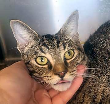 Photo of Tinker