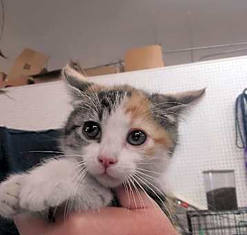 Photo of Little Paw