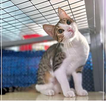 Photo of Taco