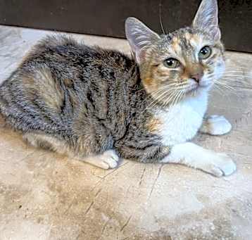 Photo of Marinara