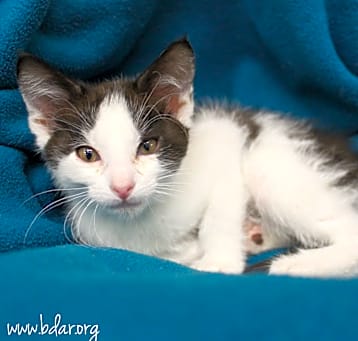 Photo of Nandor