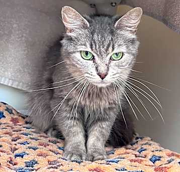 Photo of Tulip (C7)