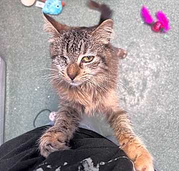 Photo of Willow (C2)