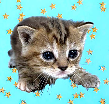 Photo of TUSC-Stray-80357_2_3_4_5