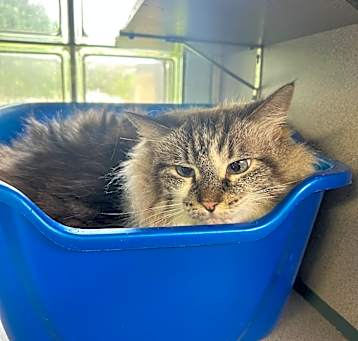 Photo of Smokey