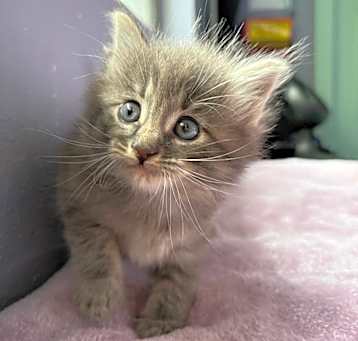 Photo of CHACO