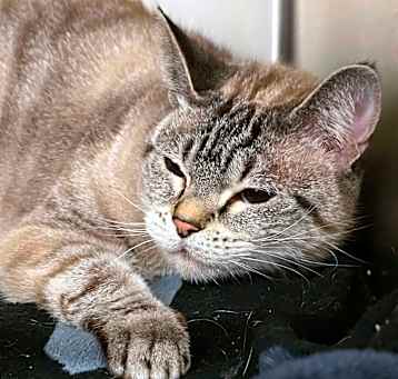 Photo of Jinx