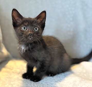 Photo of Jafar