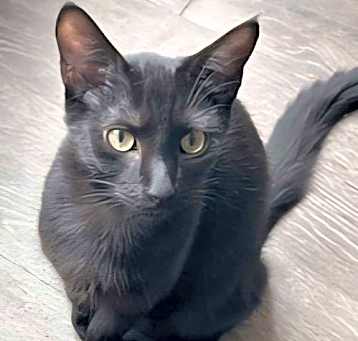 Photo of KITTEN SALEM