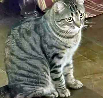 Photo of Operetta
