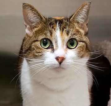 Photo of Chalupa