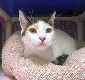 Photo of Lumi