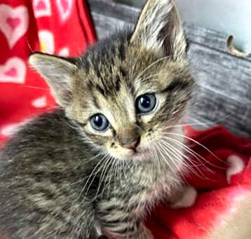 Photo of Scrappy
