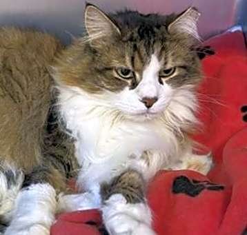 Photo of GIDEON