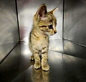 Photo of KEEKO