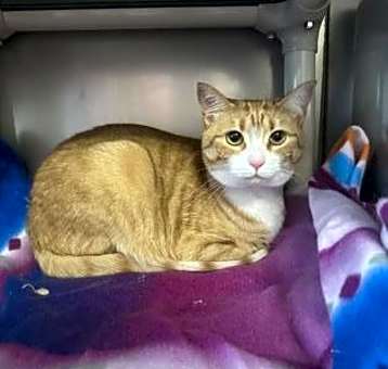 Photo of Buttercup