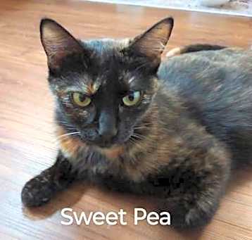 Photo of Sweet Pea