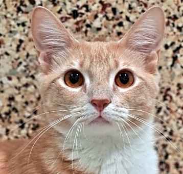 Photo of Pumpkin 54186
