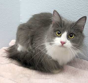 Photo of Luna