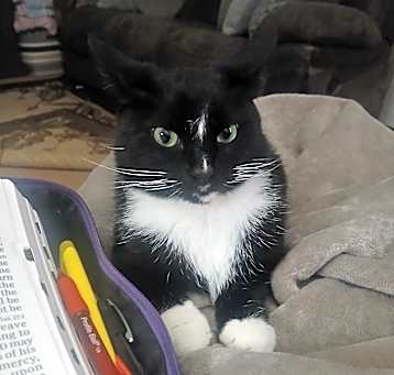 Photo of Socks