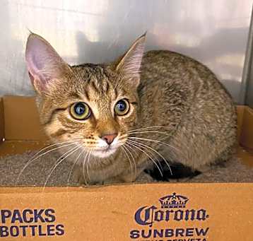 Photo of Katicat #19040