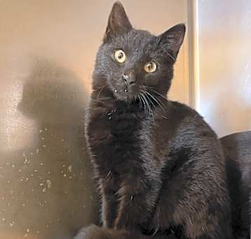Photo of Raven 23C-0072