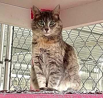 Photo of Momo