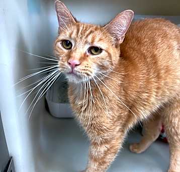 Photo of Jerry (C58)