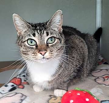 Photo of Strawberry 