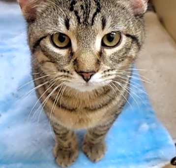 Photo of Tiger