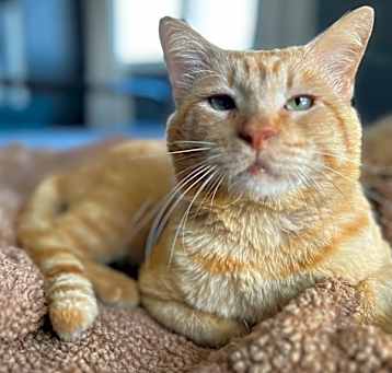 Photo of Simba