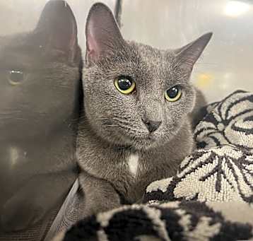 Photo of Sapphire